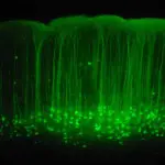 Dysphagia management in ALS: Tackling the paradigm shift