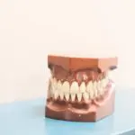 A little something to chew on: Considering the complexities of mastication