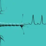 A Long Way Round: The Journey from Brain to Muscle to Your sEMG Sensor