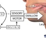 Fig1_Sensory Inputs_Swallow Function